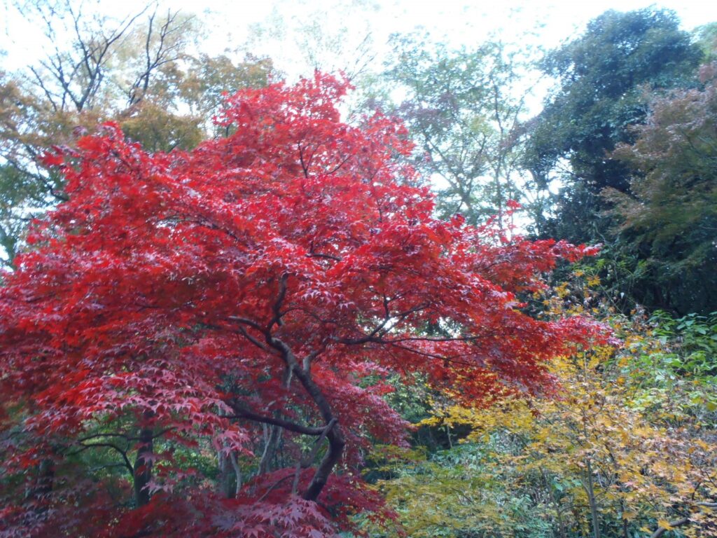 三渓園紅葉　野沢園blog　庭園研修　イベント